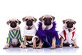 Four dressed mops puppy dogs Royalty Free Stock Photo
