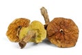 Four dried cepe mushrooms Royalty Free Stock Photo