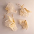 Four dry white orchid flowers on a light background Royalty Free Stock Photo