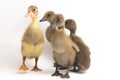 Four ducklings indian runner duck isolated on a white