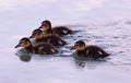 Four ducklings
