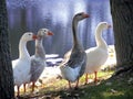 Four Ducks Royalty Free Stock Photo