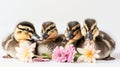 Four ducks with flowers sitting together Royalty Free Stock Photo