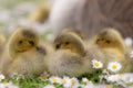 four ducks in front of one another in some daisies