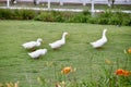 Four ducks in the grass