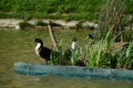 Four ducks on the grass floating island on the water are cleaning themselves Royalty Free Stock Photo