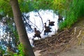 Four ducks looking out under weepping willow near shore