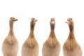 Four ducks looked forward on a white Royalty Free Stock Photo