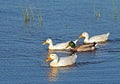 Four ducks on a pond Royalty Free Stock Photo