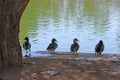 Four ducks Royalty Free Stock Photo