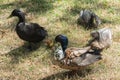 Male and female ducks on the grass Royalty Free Stock Photo