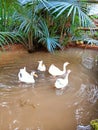 four ducks swimming in a small river at the end of the village Royalty Free Stock Photo