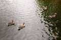 Four ducks swimming on the water Royalty Free Stock Photo