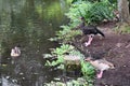 Four ducks together Royalty Free Stock Photo