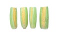 Four ears of corn stand in a row, isolated Royalty Free Stock Photo