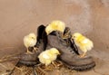 Four easter chicks climbing shoes