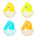 Four easter chicks hatching Royalty Free Stock Photo
