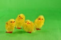Four Easter chicks Royalty Free Stock Photo