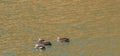 Four Eastern Spot-billed ducks swimming together Royalty Free Stock Photo