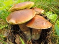 Four edible boletus grew up together