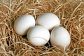 Four eggs of a hens Royalty Free Stock Photo