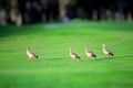 Four Egyptian geese walking