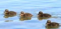 Four Eider Duck ducklings