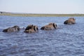 Four elephants swimming to the shore in deep water. Royalty Free Stock Photo