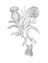 Four Emblems of Great Britain English Rose Welsh Leek and Scottish Thistle Line Drawing Black and White