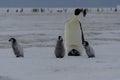 Four Emperor Penguin Chicks and parent Royalty Free Stock Photo