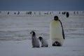 Four Emperor Penguin Chicks and parent Royalty Free Stock Photo