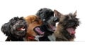 Four enthusiastically loud singing dogs