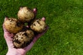 Four estima potatoes in persons hand with copy space