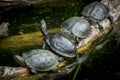 Four european pond turtles sunbathing on a piece of wood in a pond Royalty Free Stock Photo