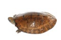 Four eye-spotted turtle Royalty Free Stock Photo