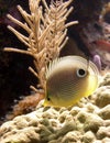 Four-Eyed Butterfly fish