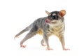 Four-eyed Opossum - Metachirus Nudicaudatus Royalty Free Stock Photo