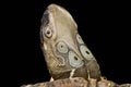 The Four-eyed turtle Sacalia quadriocellata
