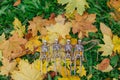 Four fake skeletons laying on the yellow autumn leaves and grass. Halloween decoration, scary theme Royalty Free Stock Photo