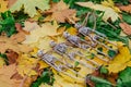 Four fake skeletons laying on the yellow autumn leaves and grass. Halloween decoration, scary theme Royalty Free Stock Photo