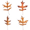 Four fall leaves Royalty Free Stock Photo