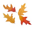 Four Fall Leaves Isolated Royalty Free Stock Photo