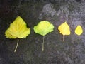 Four fallen leaves on mossy ground