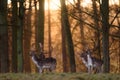 Four Fallow Deer Bucks in a Wood