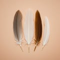 Four feathers arranged parallel on a warm beige surface, each varying in colorâgrey, Royalty Free Stock Photo