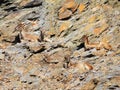 Four female Capra Ibex goats Royalty Free Stock Photo