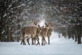 Four female deer in the winter forest. Animal in natural habitat