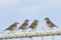 Four Female Easter Bluebirds (sialia sialis) on a chain link fen Royalty Free Stock Photo