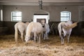 Four female horses in a stable Royalty Free Stock Photo