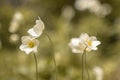 Four field anemones in the garden